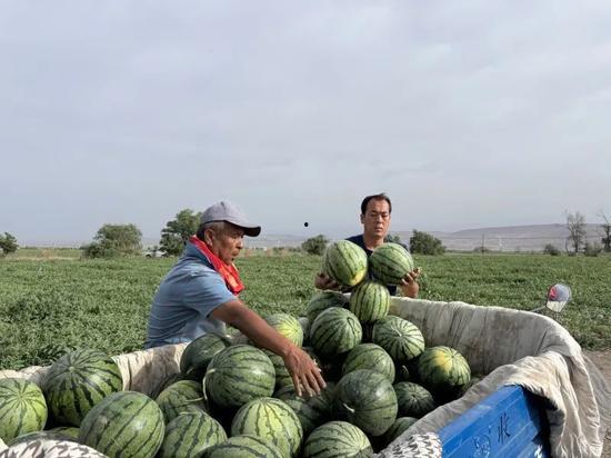 林州中洲吃瓜新闻报道,揭秘当地特色美食背后的故事