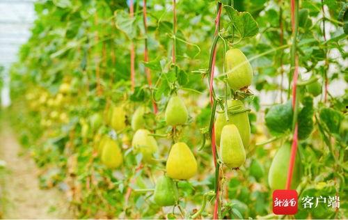 关于吃瓜的昵称,揭秘吃瓜群众的昵称背后的故事