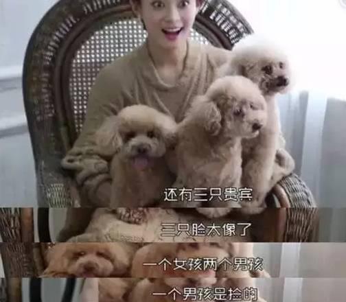 喜爱宠物的明星,揭秘明星与爱宠的温馨故事